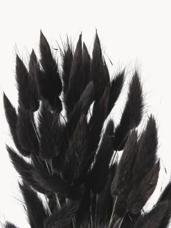 Flores secas Lagurus