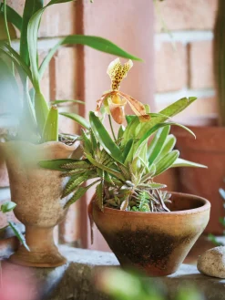 Libro ilustrado The Artistry of Flowers