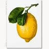 Libro ilustrado The Gourmand's Lemon. A Collection of Stories and Recipes