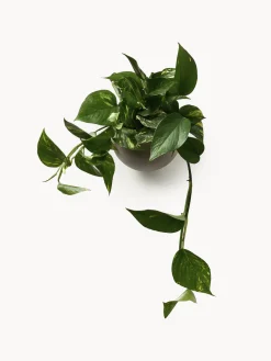 Macetero de metal de pared Globe