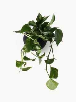 Macetero de metal de pared Globe