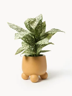 Macetero grande Olea, 32 cm